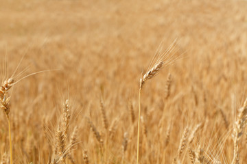 field of wheat