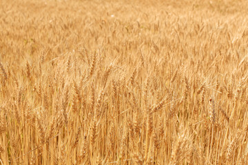 field of wheat