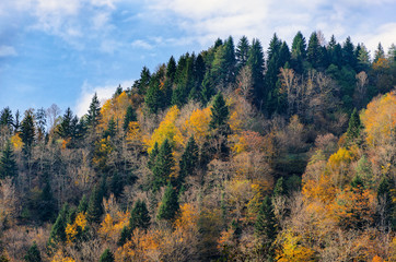 Mountain top, trees with yellow leaves, green firs. Autumn sunny day. Change of seasons, course of life. Natural background.