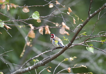 Obraz premium Goldfinch at its northern habitat border, in the summer , Stockholm, Sweden