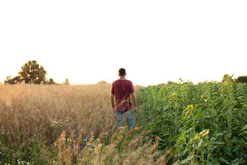 man watch sunset in field of wheat
