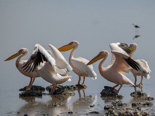 A herd of yellow-billed stork at Lake Magadi, Kenya