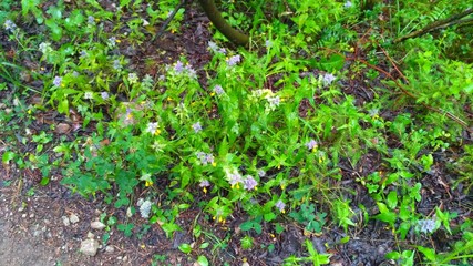 russian forest, trees, plant and grass in saint-petersburg