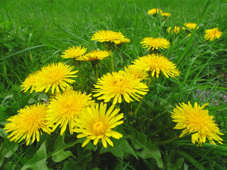 Löwenzahn - dandelion - Taraxacum officinale