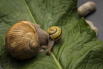 A snail on a stone.