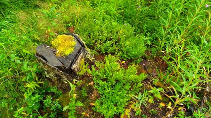 russian forest, trees, plant and grass in saint-petersburg