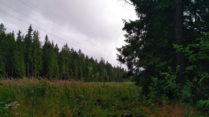 Fototapeta premium Power transmission line in russian forest 15