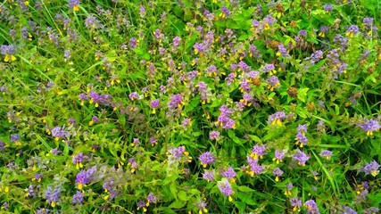 russian nature - flower in SPB forest 689677