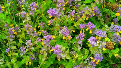 russian nature - flower in SPB forest 462