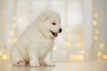 White samoyed puppy