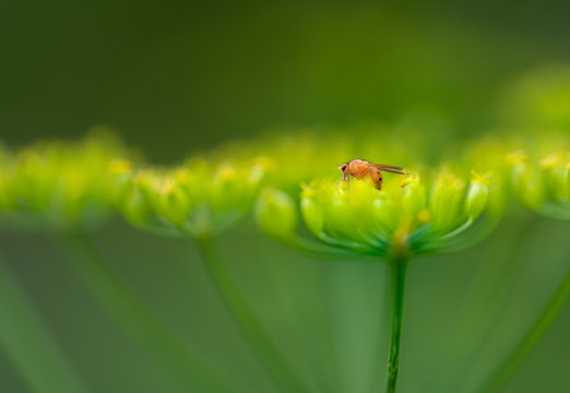 Dungfliege im Morgenlicht