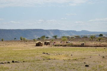 Fototapeta na wymiar A traditional masai settlement at Magadi, Kenya