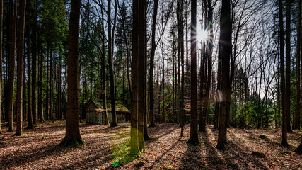 Herbstwald mit Hütte