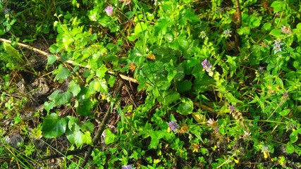 russian forest, trees, plant and grass in saint-petersburg