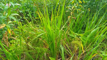 russian forest, trees, plant and grass in saint-petersburg