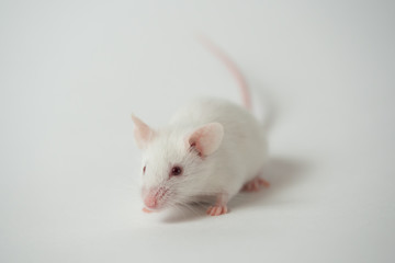 white laboratory mouse on a white background.