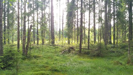 russian forest, trees, plant and grass in saint-petersburg