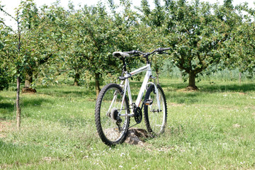 Fahrrad im Kirschhain  / Ein Fahrrad steht am Rand eines Kirschhains beziehungsweise eine Kirschbaumplantage mit beschnittenen Kirschbäumen.