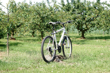 Fahrrad im Kirschhain  / Ein Fahrrad steht am Rand eines Kirschhains beziehungsweise eine...
