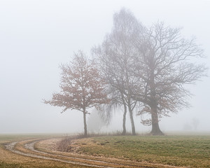 Baumgruppe im Nebel
