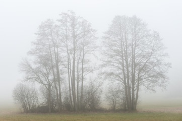 Baumgruppe im Nebel