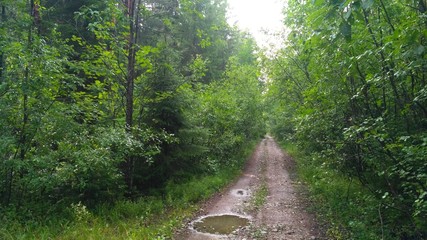 Fototapeta na wymiar russian forest, trees, plant and grass in saint-petersburg