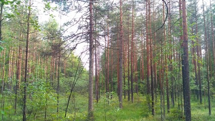 russian forest, trees, plant and grass in saint-petersburg