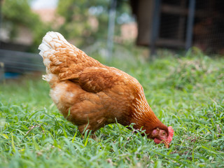 Brown chicken eating food on the grass floor. Farming & Pet Concept.
