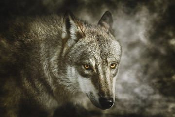 Portrait of Wolf