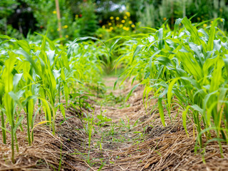 The young corn tree in the farm. Farming Concept.