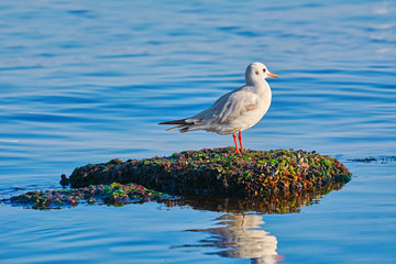 Seagul on the Stone