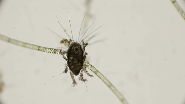 Common mite (flour) - Tyroglyphus farinae, Prefers to live on the surface grass, but also under water feels good under a microscope