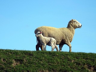 Mother and lamb