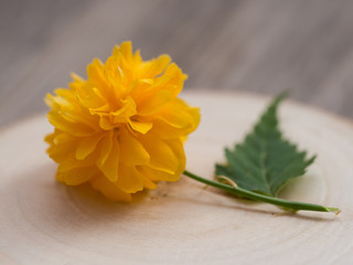 Kerria japonica blossom