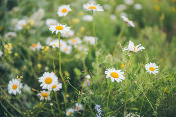 Field of daisies on a summer day. 