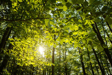 A beautiful beech forest with sun rays