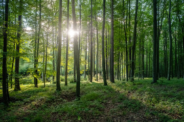 A beautiful beech forest with sun rays