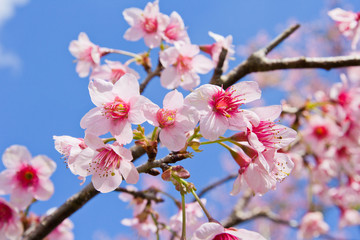 Obraz premium flower