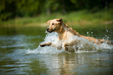 Labrador Retriever springt ins Wasser