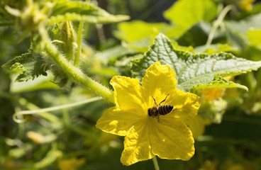 Bee on cucumber flower