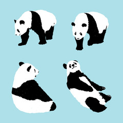 set of panda on blue background, wildlife animal vector illustration © plalek