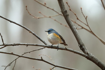 ルリビタキ（オス）