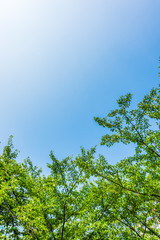 夏の空と緑 Fresh green leaves