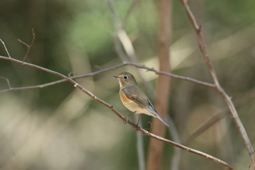 ルリビタキ（メス）