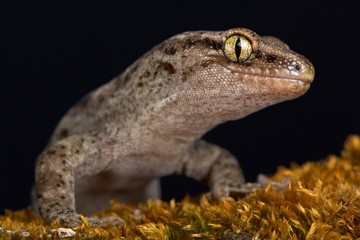 Naklejka premium Canterbury gecko (Woodworthia brunneus) small form