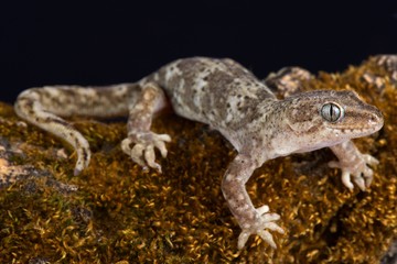 Southern Alps gecko (Woodworthia sp.)