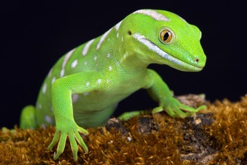 Naklejka premium Northland green gecko (Naultinus grayii )