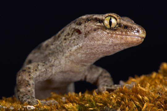 Canterbury gecko (Woodworthia brunneus) small form