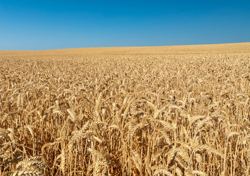 A large wheat field in southern Sweden