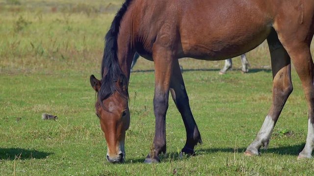 Horse grazing on green meadow
